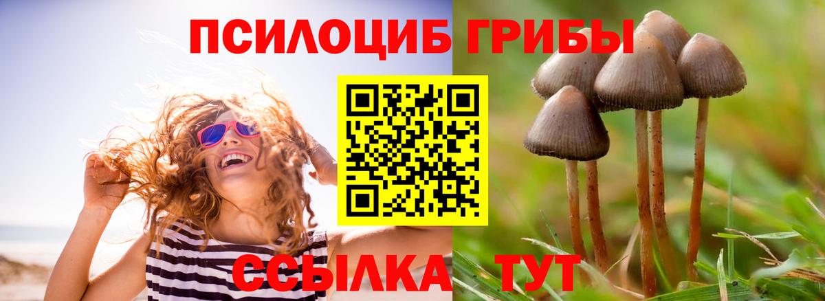Галлюциногенные грибы Psilocybine cubensis Красноармейск